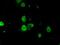 Basigin (Ok Blood Group) antibody, GTX84799, GeneTex, Immunofluorescence image 