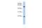 Crystallin Gamma C antibody, PA5-43812, Invitrogen Antibodies, Western Blot image 