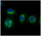 Calpain small subunit 1 antibody, GTX57626, GeneTex, Immunofluorescence image 