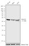 Histone Cluster 1 H2A Family Member M antibody, 720148, Invitrogen Antibodies, Western Blot image 