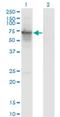 Protein Regulator Of Cytokinesis 1 antibody, H00009055-M01, Novus Biologicals, Western Blot image 