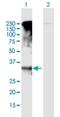 G Protein-Coupled Receptor Class C Group 5 Member D antibody, H00055507-B01P, Novus Biologicals, Western Blot image 