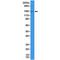 c-Kit antibody, M01335-2, Boster Biological Technology, Western Blot image 