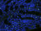 Sialic Acid Binding Ig Like Lectin 11 antibody, orb312975, Biorbyt, Immunofluorescence image 