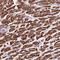 Growth Arrest Specific 8 antibody, NBP2-14038, Novus Biologicals, Immunohistochemistry frozen image 