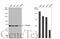 Plastin 3 antibody, GTX103323, GeneTex, Western Blot image 