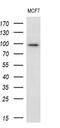 Epithelial Cell Transforming 2 antibody, MA5-26870, Invitrogen Antibodies, Western Blot image 