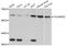 THUMP Domain Containing 2 antibody, abx126701, Abbexa, Western Blot image 