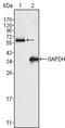 RAK antibody, abx015865, Abbexa, Enzyme Linked Immunosorbent Assay image 