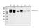 Transforming Growth Factor Beta Receptor 2 antibody, M00759-2, Boster Biological Technology, Western Blot image 