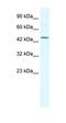 Eukaryotic Translation Initiation Factor 4A3 antibody, orb324643, Biorbyt, Western Blot image 