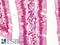 p53 antibody, LS-B6757, Lifespan Biosciences, Immunohistochemistry frozen image 