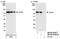 Eukaryotic Translation Initiation Factor 4B antibody, NB100-93308, Novus Biologicals, Western Blot image 