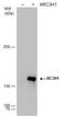 Ring Finger And CCCH-Type Domains 1 antibody, GTX129780, GeneTex, Western Blot image 