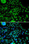 Atonal BHLH Transcription Factor 7 antibody, STJ29412, St John