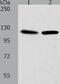 WD Repeat Domain 6 antibody, TA322298, Origene, Western Blot image 