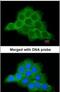 Secreted Frizzled Related Protein 2 antibody, PA5-29390, Invitrogen Antibodies, Immunofluorescence image 