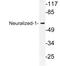 Neuralized E3 Ubiquitin Protein Ligase 1 antibody, LS-C177479, Lifespan Biosciences, Western Blot image 