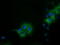 Isovaleryl-CoA Dehydrogenase antibody, TA501742, Origene, Immunofluorescence image 