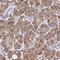 Double Zinc Ribbon And Ankyrin Repeat Domains 1 antibody, HPA059478, Atlas Antibodies, Immunohistochemistry frozen image 