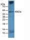 Cathepsin K antibody, LS-C663575, Lifespan Biosciences, Western Blot image 