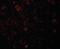 SEC14 And Spectrin Domain Containing 1 antibody, orb94725, Biorbyt, Immunofluorescence image 