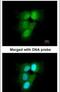Proteasome Subunit Alpha 6 antibody, PA5-22288, Invitrogen Antibodies, Immunofluorescence image 