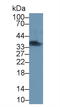 sTnT antibody, LS-C296817, Lifespan Biosciences, Western Blot image 