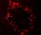Regulator Of G Protein Signaling 22 antibody, NBP2-81776, Novus Biologicals, Immunofluorescence image 