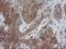Vasodilator Stimulated Phosphoprotein antibody, NBP2-00555, Novus Biologicals, Immunohistochemistry frozen image 