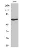 Melatonin-related receptor antibody, A07827, Boster Biological Technology, Western Blot image 