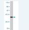 HECT, C2 And WW Domain Containing E3 Ubiquitin Protein Ligase 2 antibody, H00057520-M02, Novus Biologicals, Western Blot image 