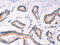 Perilipin-2 antibody, CSB-PA065885, Cusabio, Immunohistochemistry frozen image 