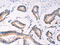 PLIN2 antibody, CSB-PA065885, Cusabio, Immunohistochemistry frozen image 