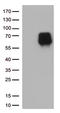 CD86 antibody, TA813083S, Origene, Western Blot image 