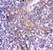 CD244 Molecule antibody, PA2057, Boster Biological Technology, Immunohistochemistry paraffin image 