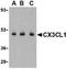 C-X3-C Motif Chemokine Ligand 1 antibody, NBP1-76467, Novus Biologicals, Western Blot image 