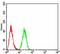 Gamma-Glutamyltransferase 7 antibody, orb325446, Biorbyt, Flow Cytometry image 