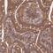 Tripartite Motif Containing 40 antibody, PA5-60525, Invitrogen Antibodies, Immunohistochemistry frozen image 