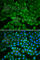 Glutathione Synthetase antibody, A1069, ABclonal Technology, Immunofluorescence image 