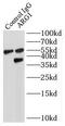 Arginase 1 antibody, FNab04800, FineTest, Immunoprecipitation image 