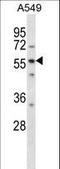 LSM14A MRNA Processing Body Assembly Factor antibody, LS-C165905, Lifespan Biosciences, Western Blot image 