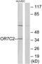 Olfactory Receptor Family 7 Subfamily C Member 2 antibody, GTX87347, GeneTex, Western Blot image 