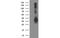 Sirtuin 5 antibody, MBS833175, MyBioSource, Western Blot image 