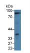 Cadherin 13 antibody, LS-C293091, Lifespan Biosciences, Western Blot image 