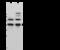 Protein Phosphatase, Mg2+/Mn2+ Dependent 1A antibody, 12984-T50, Sino Biological, Western Blot image 