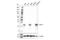 Activating Transcription Factor 3 antibody, 18665S, Cell Signaling Technology, Western Blot image 
