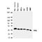Nucleophosmin 1 antibody, orb97057, Biorbyt, Western Blot image 