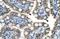 TOX High Mobility Group Box Family Member 2 antibody, NBP1-79964, Novus Biologicals, Immunohistochemistry frozen image 