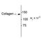 Collagen Type I Alpha 1 Chain antibody, PA5-35380, Invitrogen Antibodies, Western Blot image 